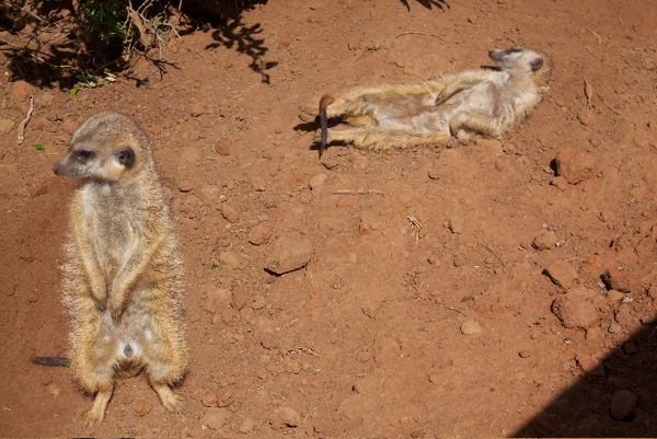 South Africa Chill Time: Meercats